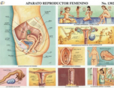 cromo-Aparato-Reproductor-Femenino