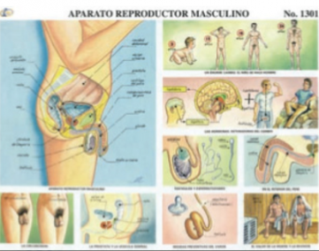 cromo-Aparato-Reproductor-Masculino
