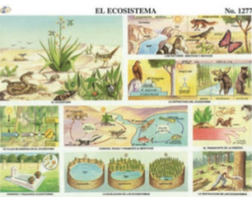 cromo-El-Ecosistema